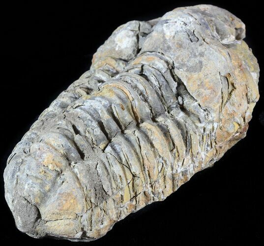 Long Calymene Trilobite From Morocco #49616